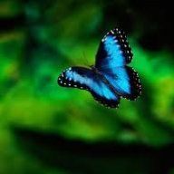 f.nur